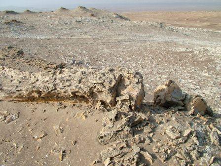 FOSIL DE BALLENA DESTROZADO 2 DAKAR 2012